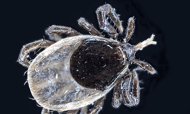 Image of Magnified Tick